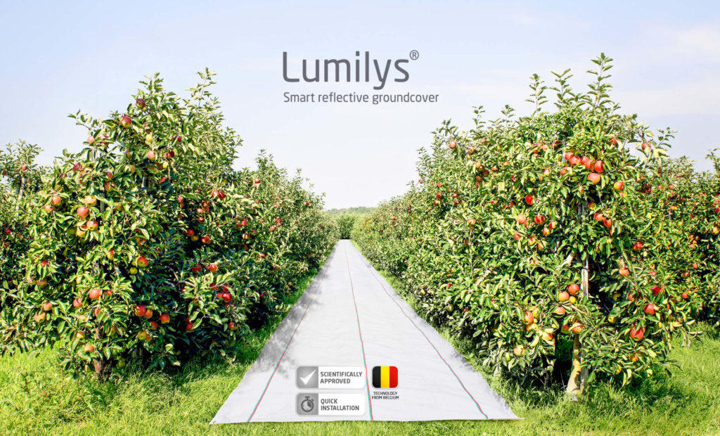 lumilys reflective ground cover